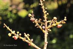 Syzygium tamilnadensis